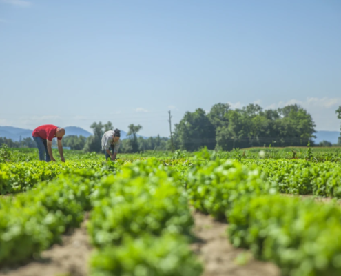 Odoo agricultura