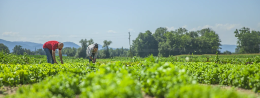 Odoo agricultura