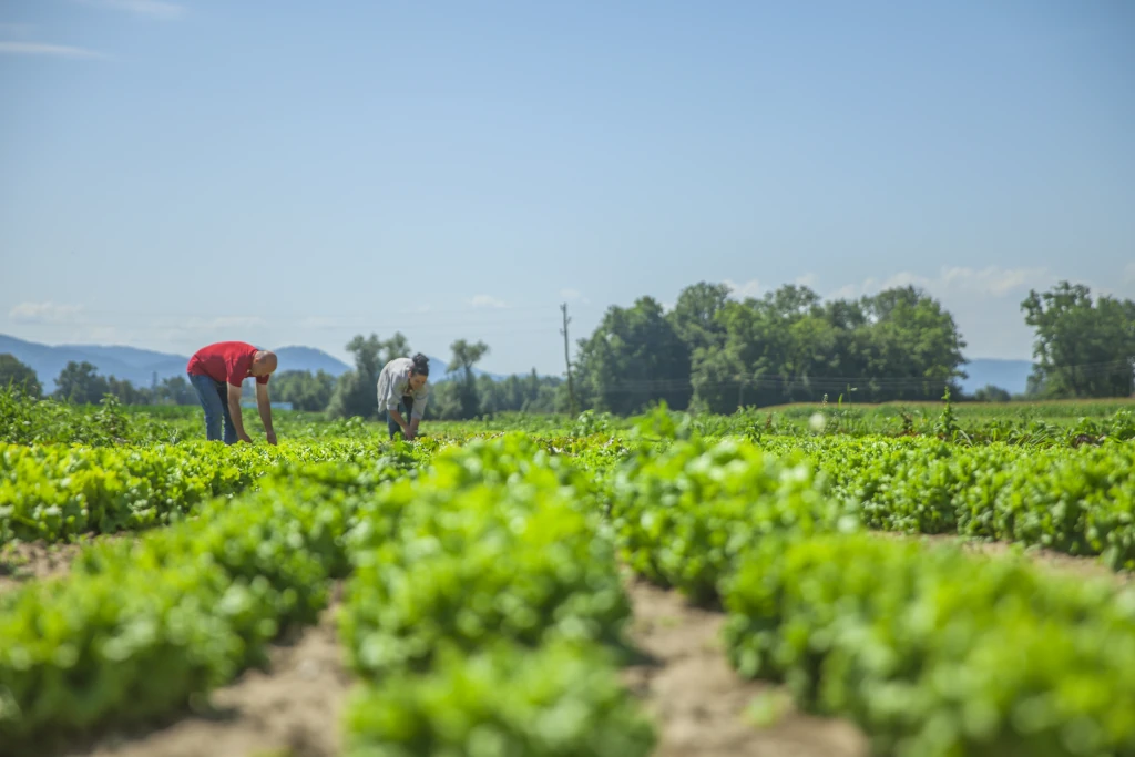 Odoo agricultura